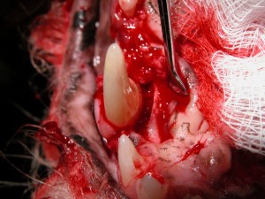Deep Pocket Around Canine Tooth