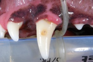 Enamel Defect on Canine Tooth1