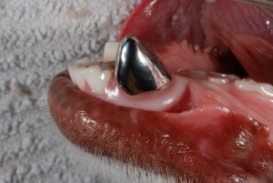 Metal Crown on Canine Tooth