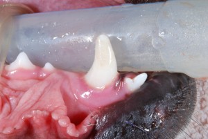 Restored Canine Tooth
