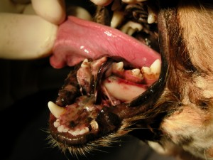 Mandibular Fracture in a Dog