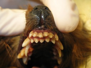 Persistent Deciduous Canine Teeth